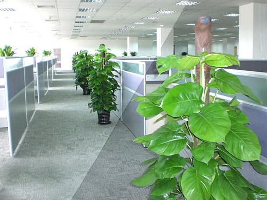合肥什么植物适合放办公室
