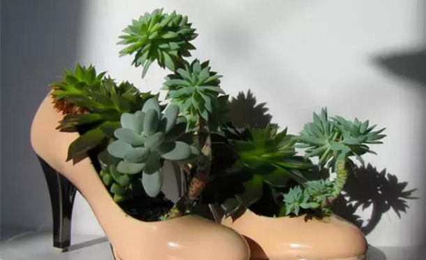 合肥多肉植物的配盆，个性化花盆选择！