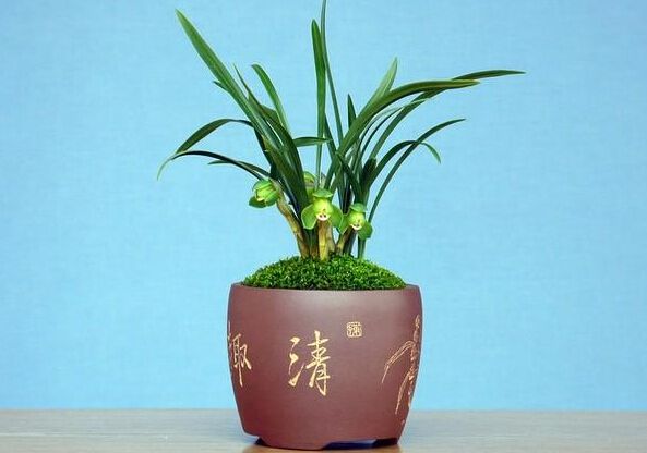 合肥盆花浇水的进阶技能，你知道多少？