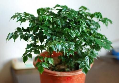 合肥如何正确清洗植物租摆的叶片？