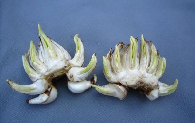 合肥如何选购水仙鳞茎，养好花从买花开始！