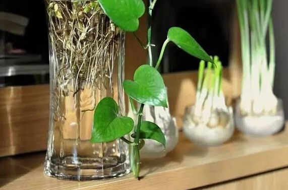 合肥水培的花卉怎样养才不烂根呢？