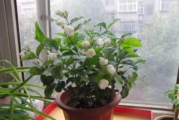 合肥刚买回来的植物没多久就挂了为啥？