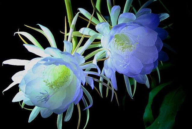 合肥昙花为什么多在夜间开放？