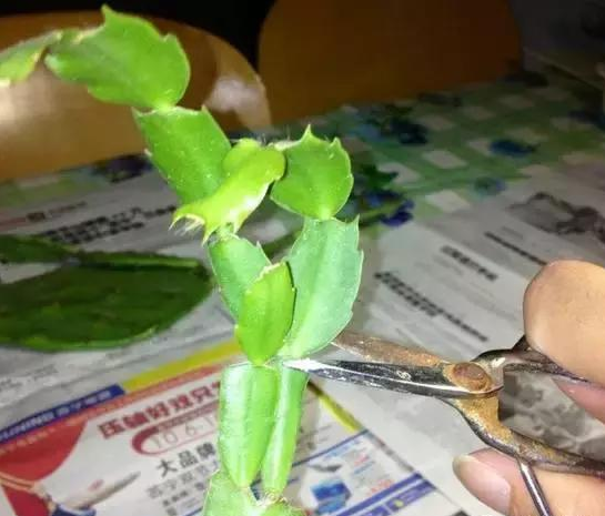 合肥学会修剪，蟹爪兰才能花开不断！