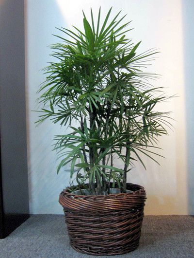合肥棕竹的种植方面与注意事项