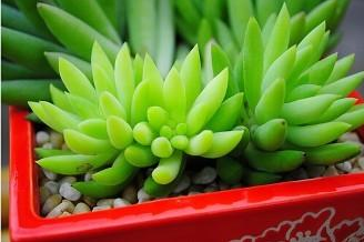 合肥如何挽救烂根的多肉植物?