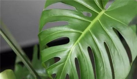 合肥既好看又吸毒的的绿植物花卉租摆汇总