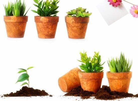 合肥如何给你的盆栽花卉绿植租摆土壤消毒