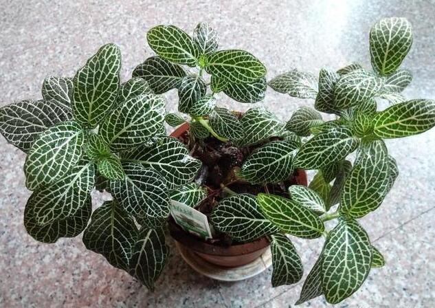 合肥别样的新生绿植物租摆，种上一片肯定美。