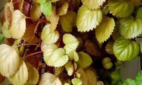 合肥客厅里放盆吸烟植物，再也不怕二手烟
