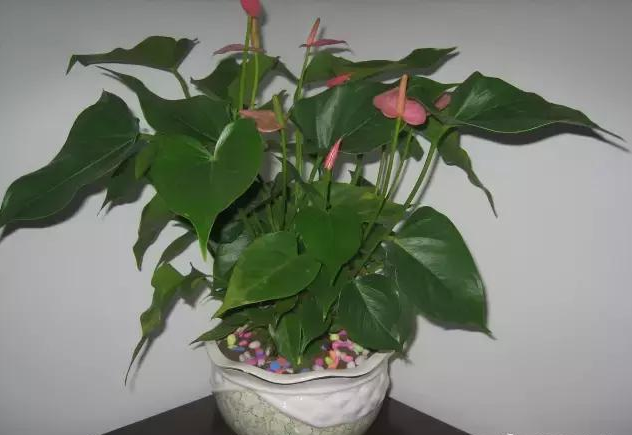 合肥如何才能把粉掌养好？