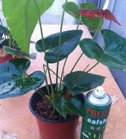 合肥某些花卉市场花长得好的“猫腻”