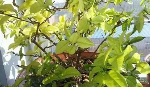 合肥双色茉莉花叶子发黄掉落怎么回事？