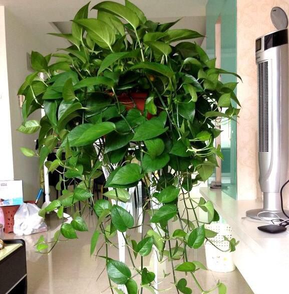 合肥怎样让冬天的绿萝长得又绿有茂盛？
