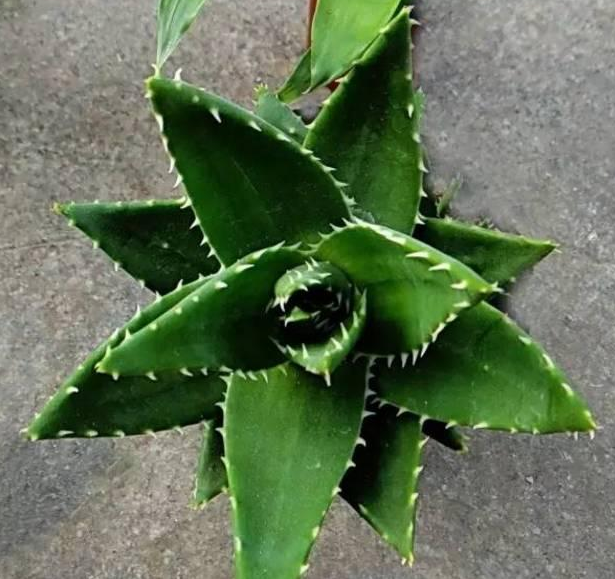 合肥如何选择天然的植物“加湿器”