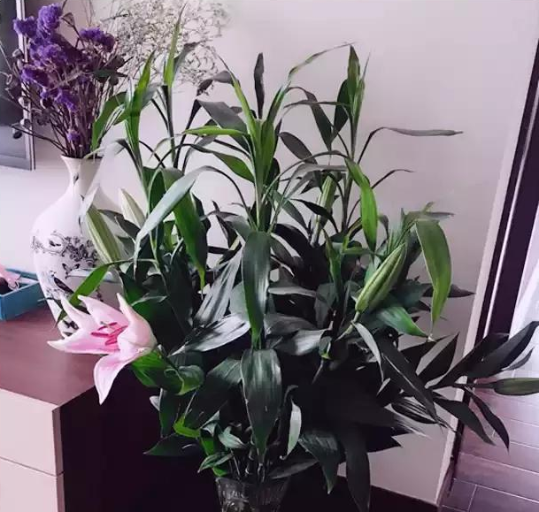 合肥怎么解决水养富贵竹叶子发黄问题