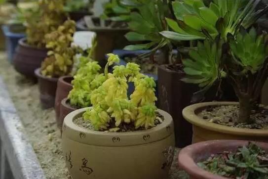 合肥什么花总是养不活，因为你忽略了这些细节