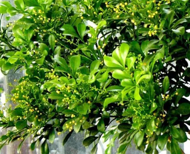 合肥花冻了怎么办，还能活吗？