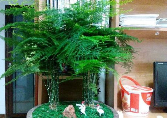 合肥文竹浇白糖水可以让它长得更绿、更茂盛，真的假的？