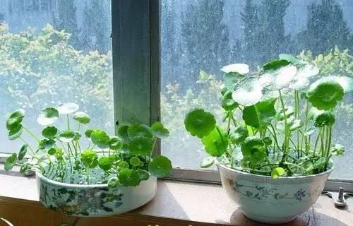 合肥铜钱草越冬应该怎么养？