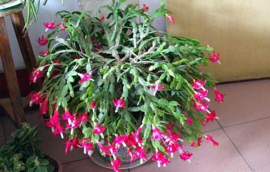 合肥松分辨蟹爪兰、假昙花、令箭荷花、仙人指