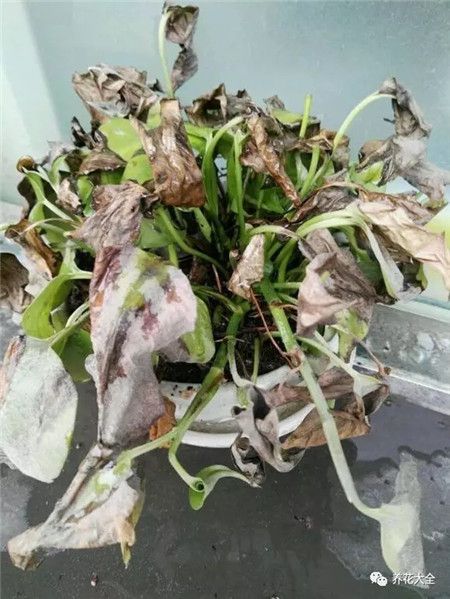 合肥快死的绿萝别扔，1分钟让它起死回生