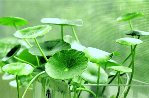 合肥铜钱草用什么土养更好