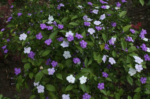 合肥双色茉莉花叶子发黄是怎么回事