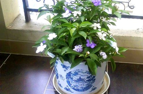 合肥双色茉莉为什么不开花