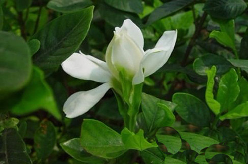 合肥栀子花掉叶子是怎么回事
