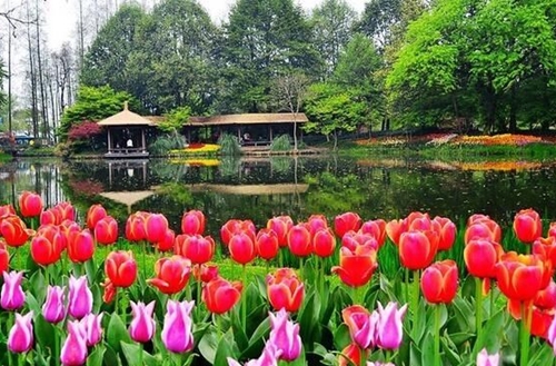 合肥适合公园种植的花草绿植有哪些