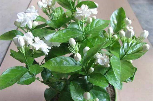 合肥茉莉花生虫是什么原因？