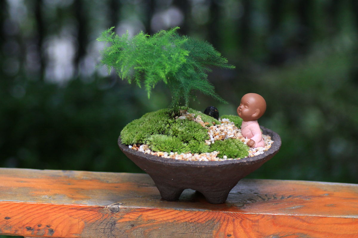 合肥绿植的室内妙用
