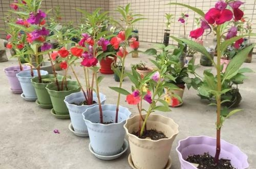 合肥凤仙花叶子发黄怎么回事 怎么办