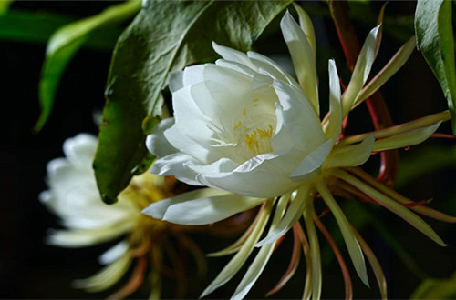 合肥昙花怎么扦插