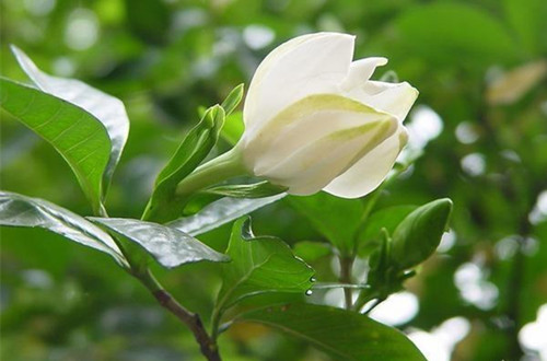 合肥刚买的栀子花一直掉花苞是什么原因？