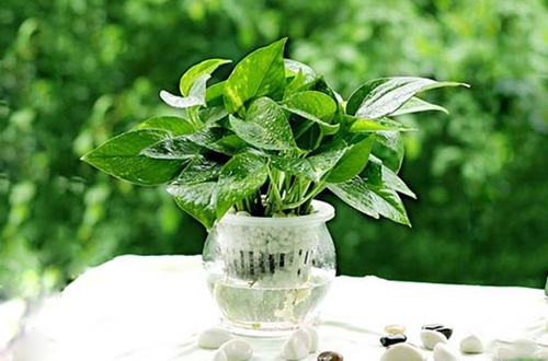 合肥水培植物多久换一次水及水的深度拿捏?