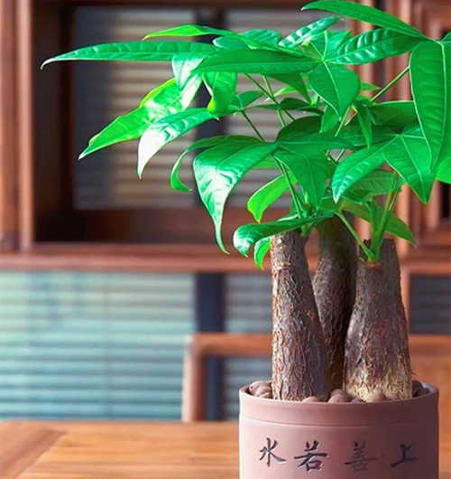 合肥最全的发财树盆栽养护宝典！
