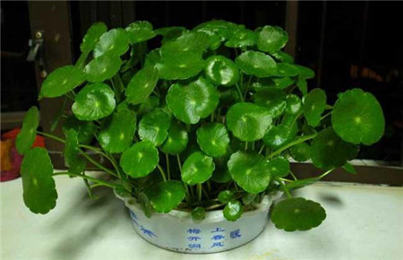 合肥铜钱草烂根了怎么救？