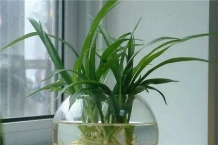 合肥水培植物为什么总是黄叶子？
