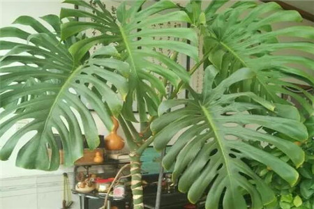 合肥吸甲醛、吸灰尘、吸毛絮更猛的植物有哪些？