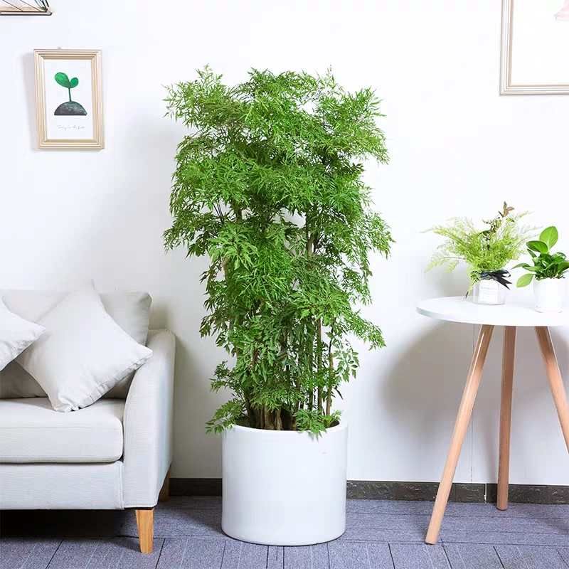 合肥福禄桐