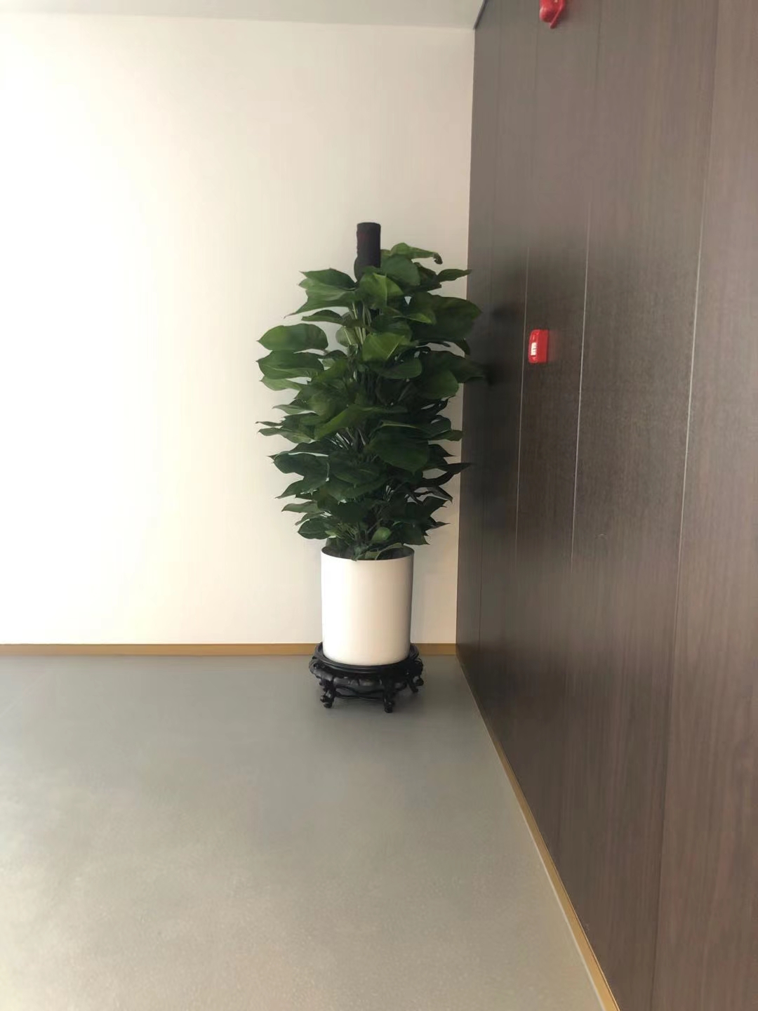 合肥绿萝