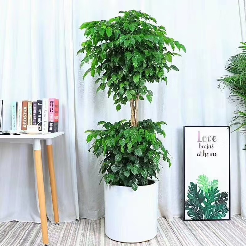 合肥绿宝树