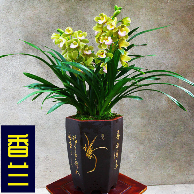 合肥兰花