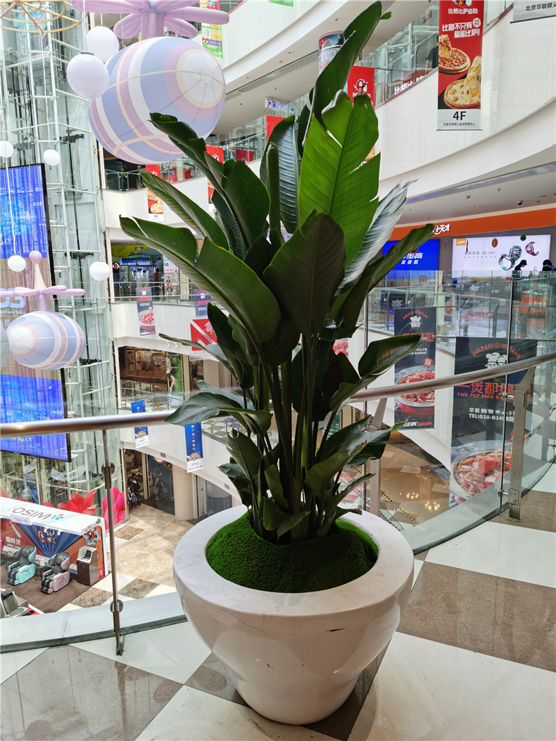 合肥花卉组合