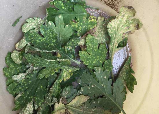 合肥菊花得了白锈病怎么治？