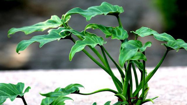 合肥观叶植物怎么修剪？