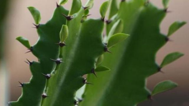 合肥龙骨花怎么施肥